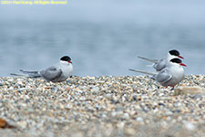 arctic terns